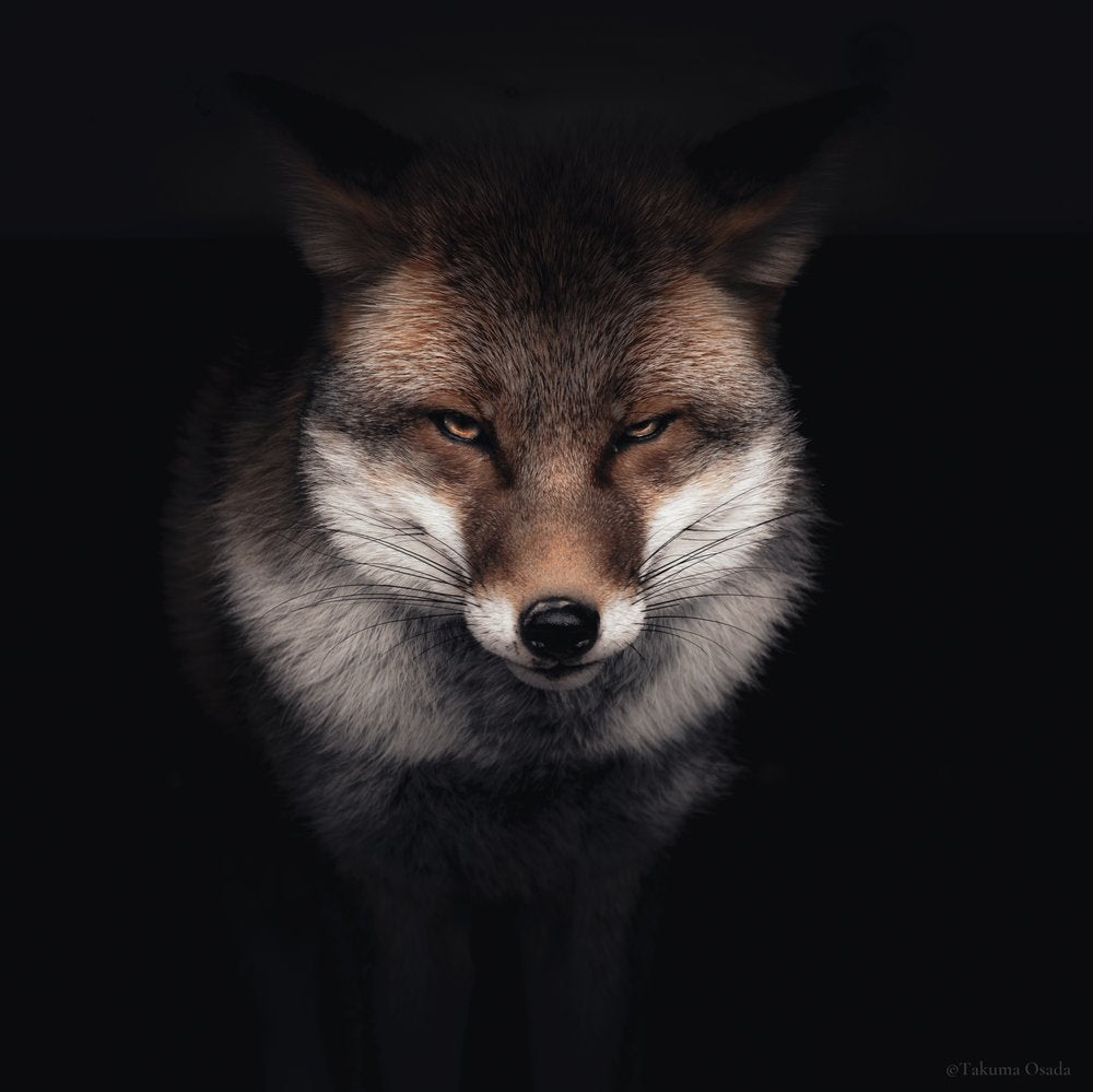Intense Fox Gaze
