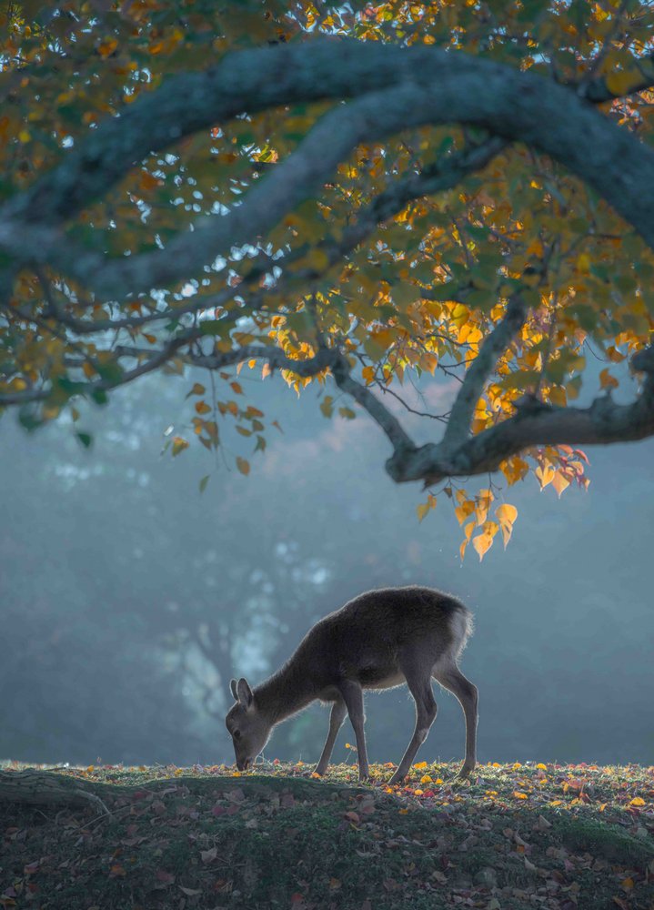 Morning Mist Deer