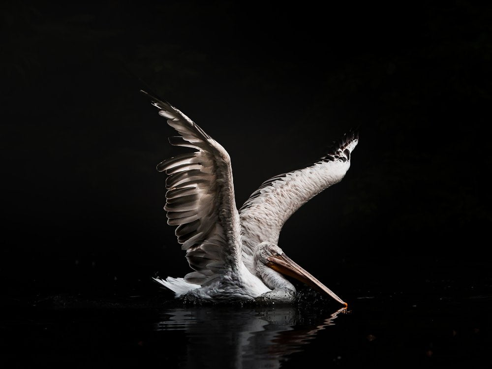 Pelican's Dark Splash