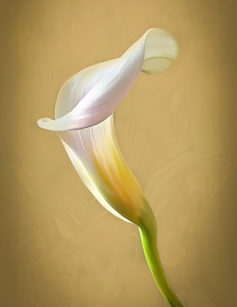 Elegant Calla Lily