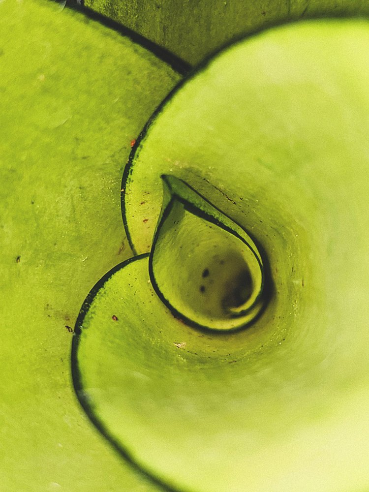 Green Leaf Spiral