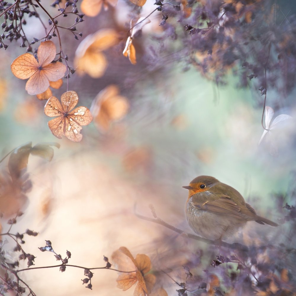 Dreamy Autumn Robin
