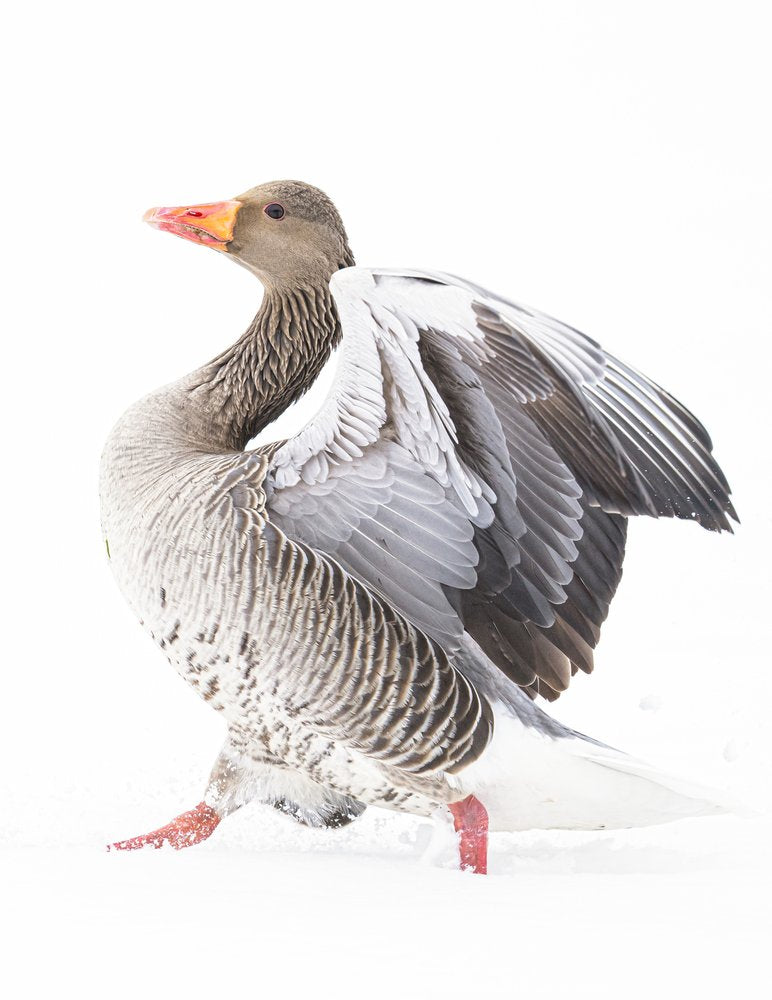 Winter Goose Wings Spread