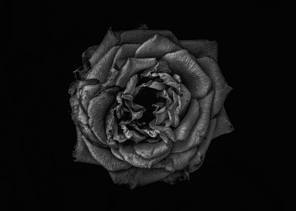 Fading Rose Elegance