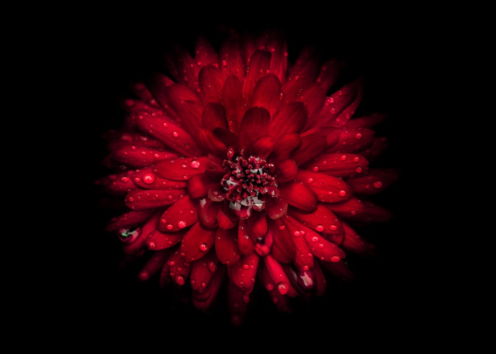 Vibrant Red Bloom