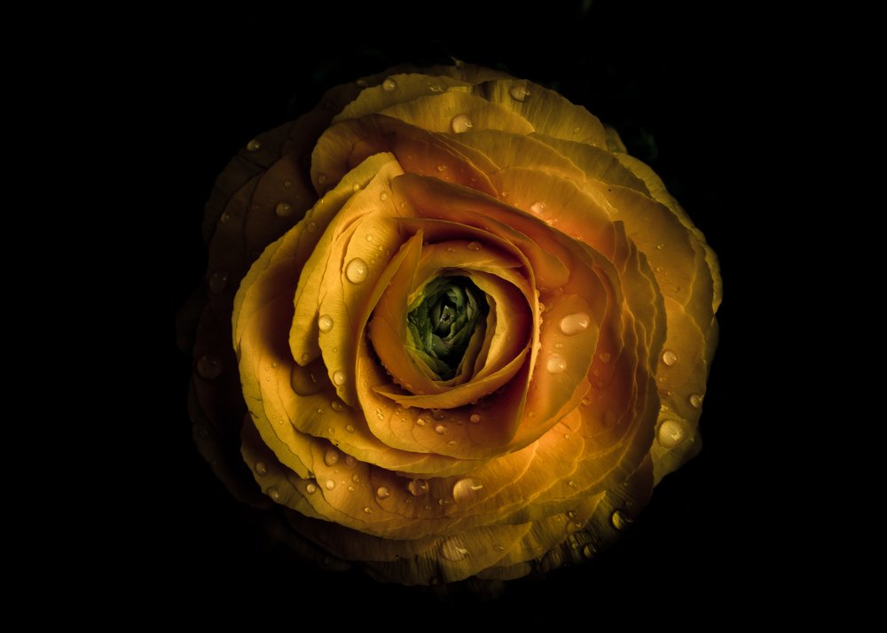 Wet Golden Bloom