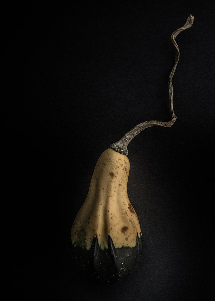 Elegant Gourd Stem