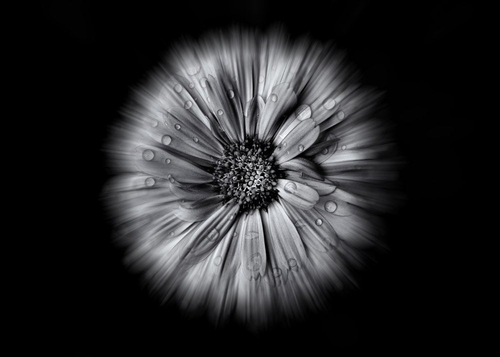 Black White Dewdrop Bloom