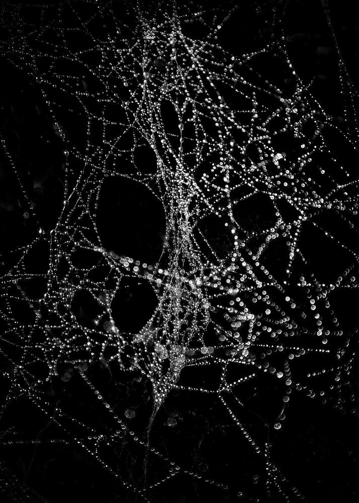 Glistening Spider Web