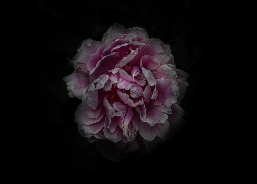 Elegant Pink Peony
