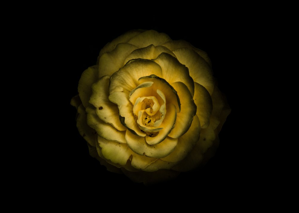 Glowing Yellow Rose