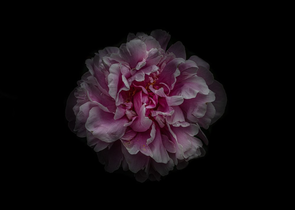Elegant Pink Peony Bloom