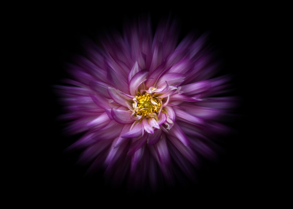 Vibrant Purple Dahlia