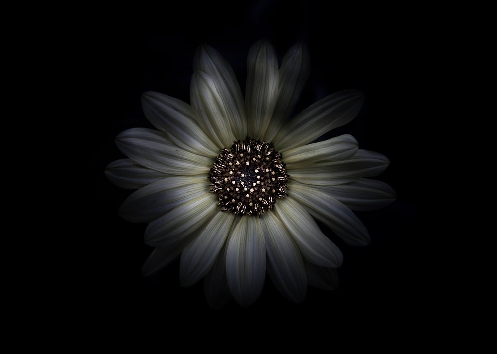Softly Lit Bloom