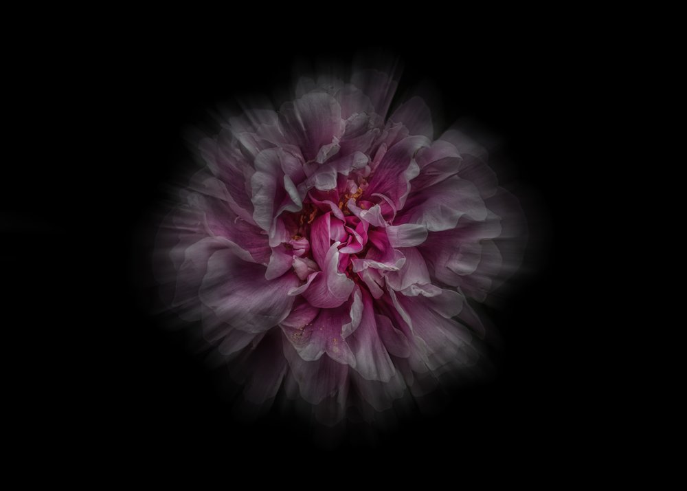 Dreamy Pink Peony