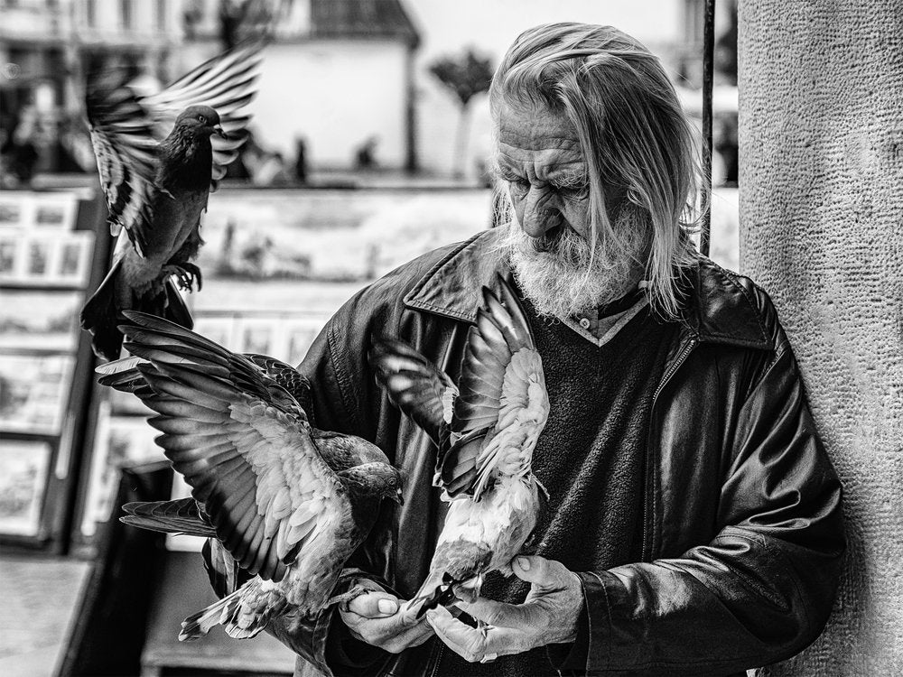 Gentle Old Man Feeding Pigeons