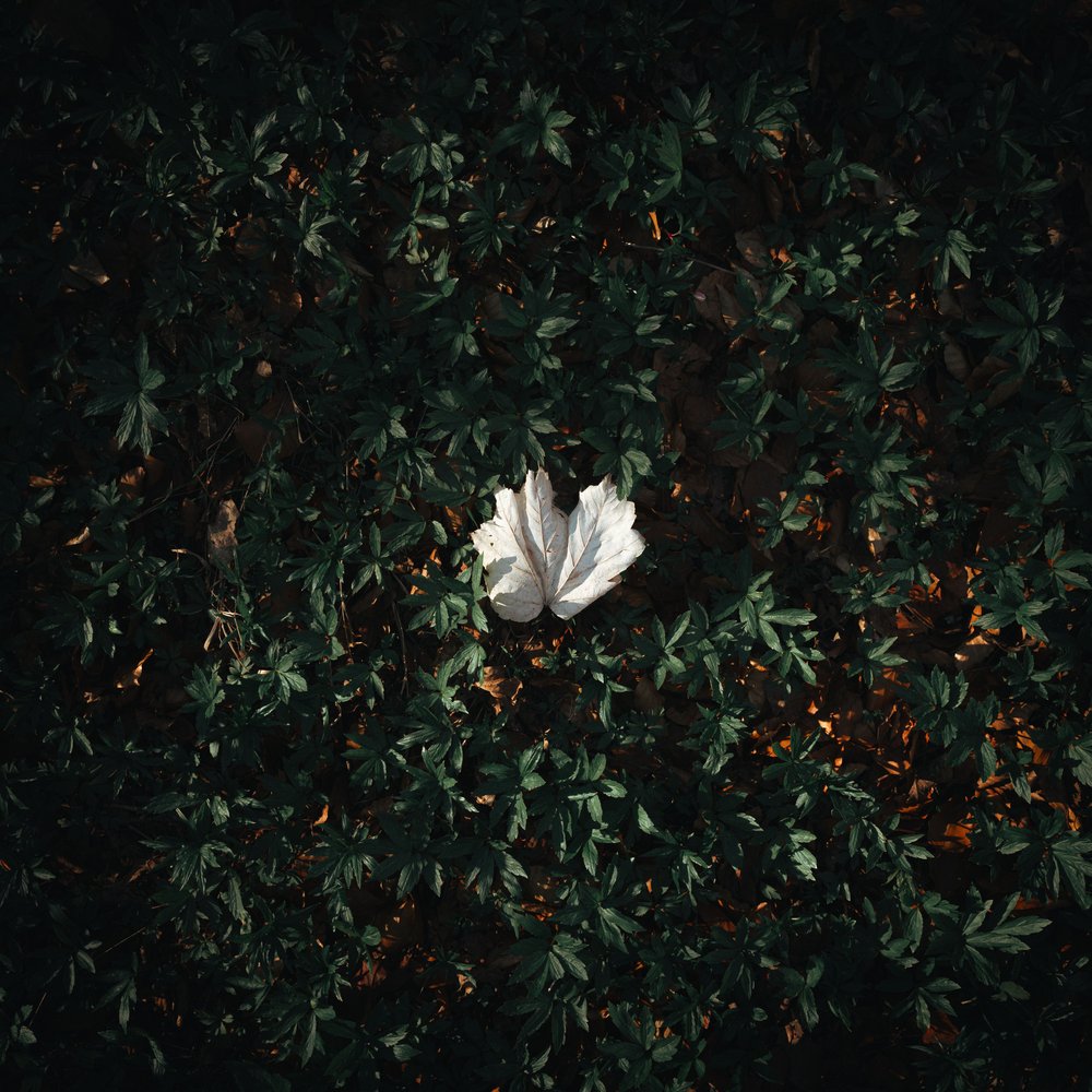 Solitary White Leaf