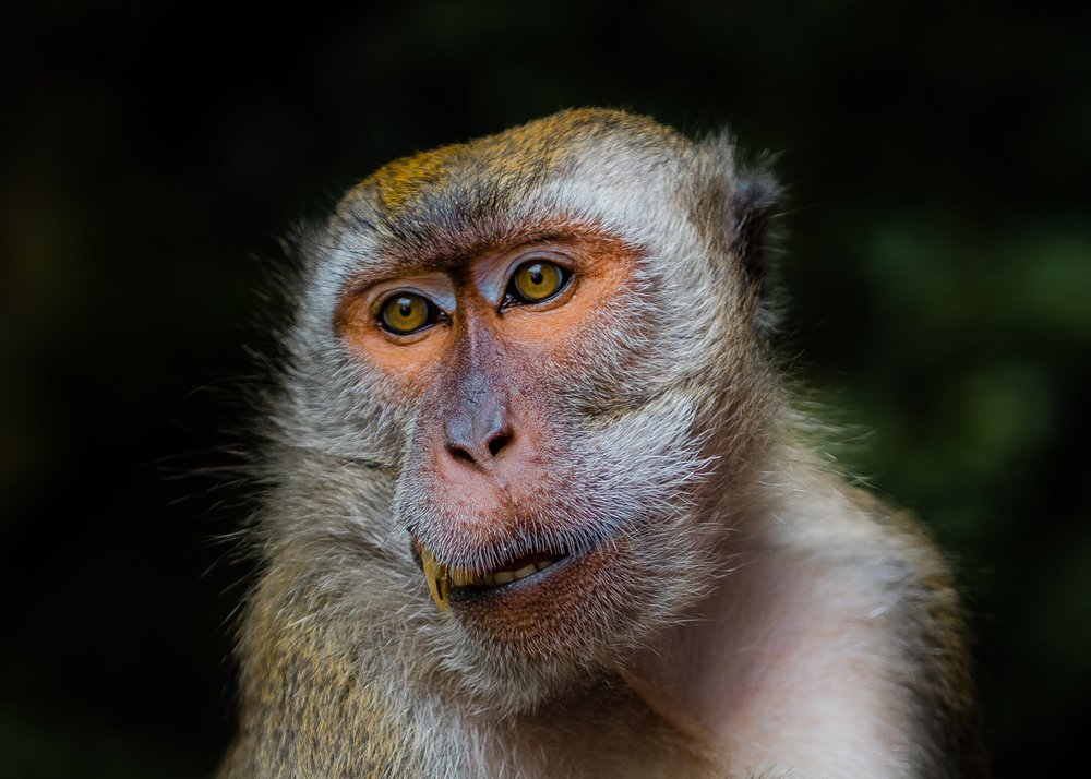 Jungle Monkey Gaze