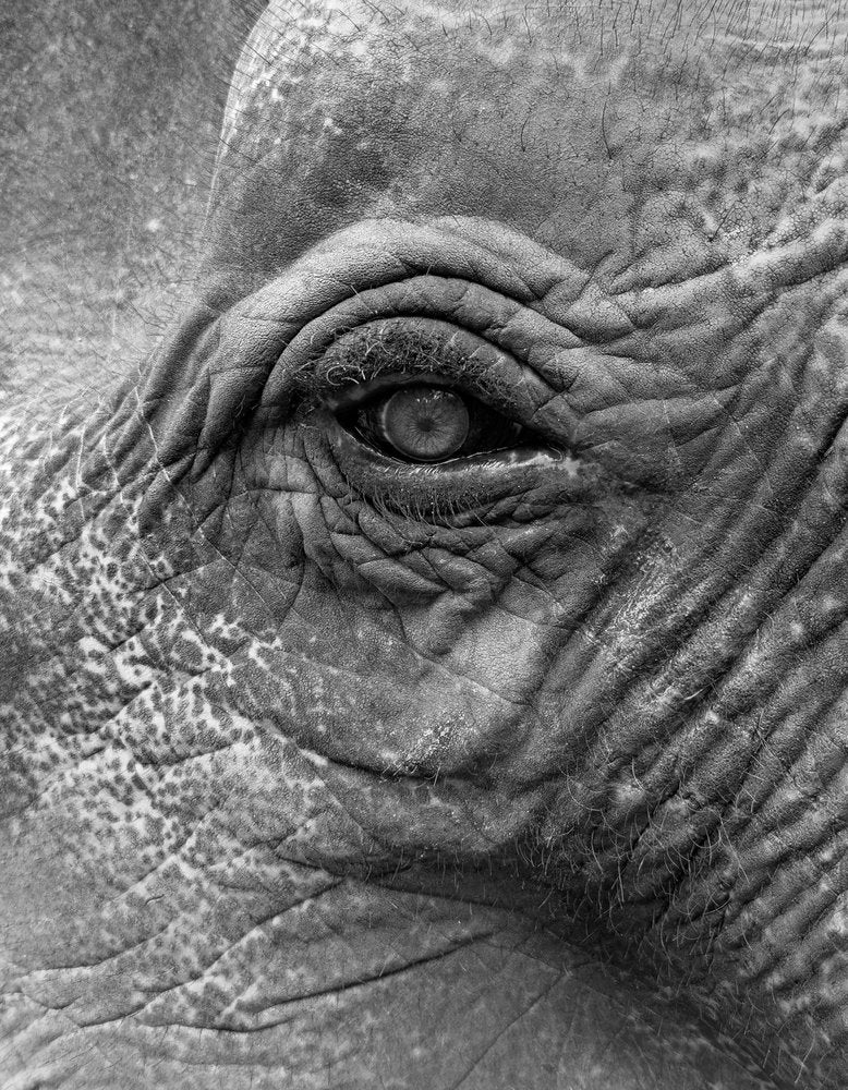 Elephant Eye Close Up