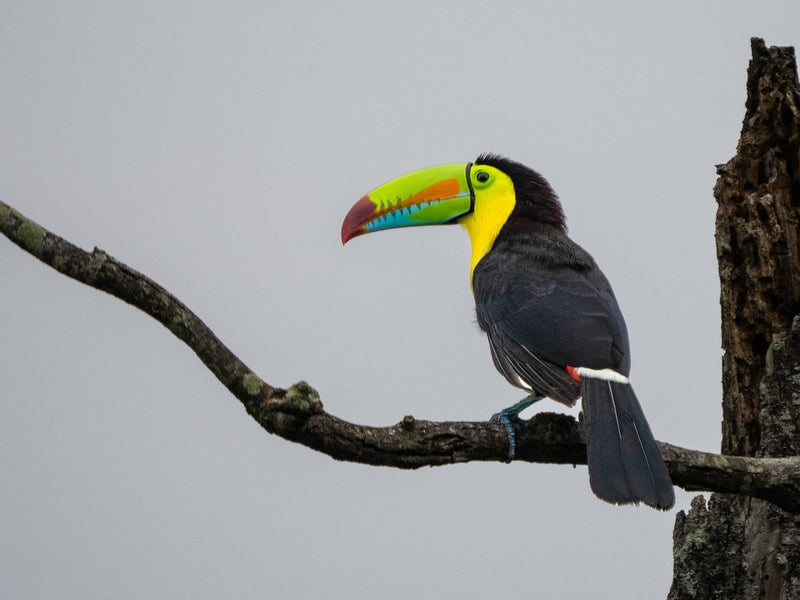 Colorful Toucan Perch