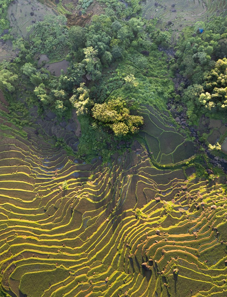 Lush Green Rice Terraces
