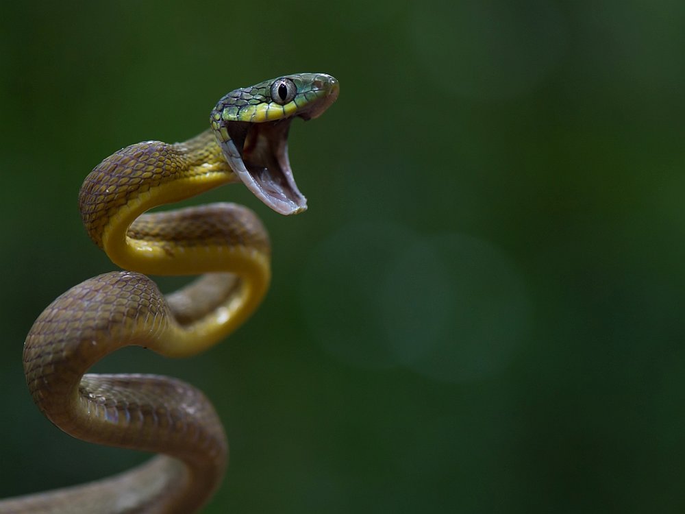Striking Green Snake Hissing