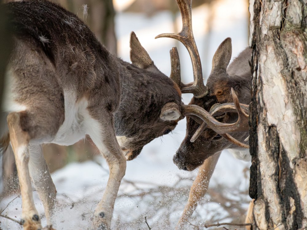 Deer Fighting in Winter