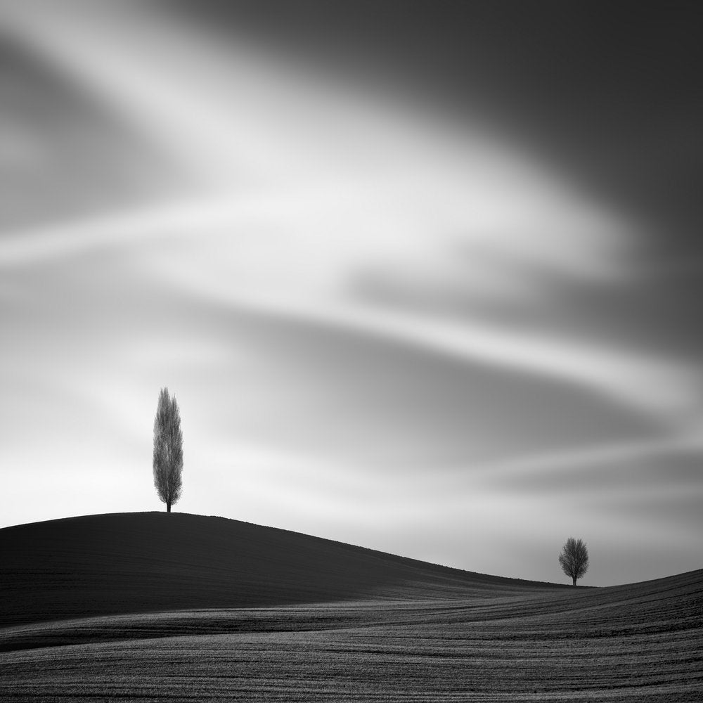 Serene Solitary Trees