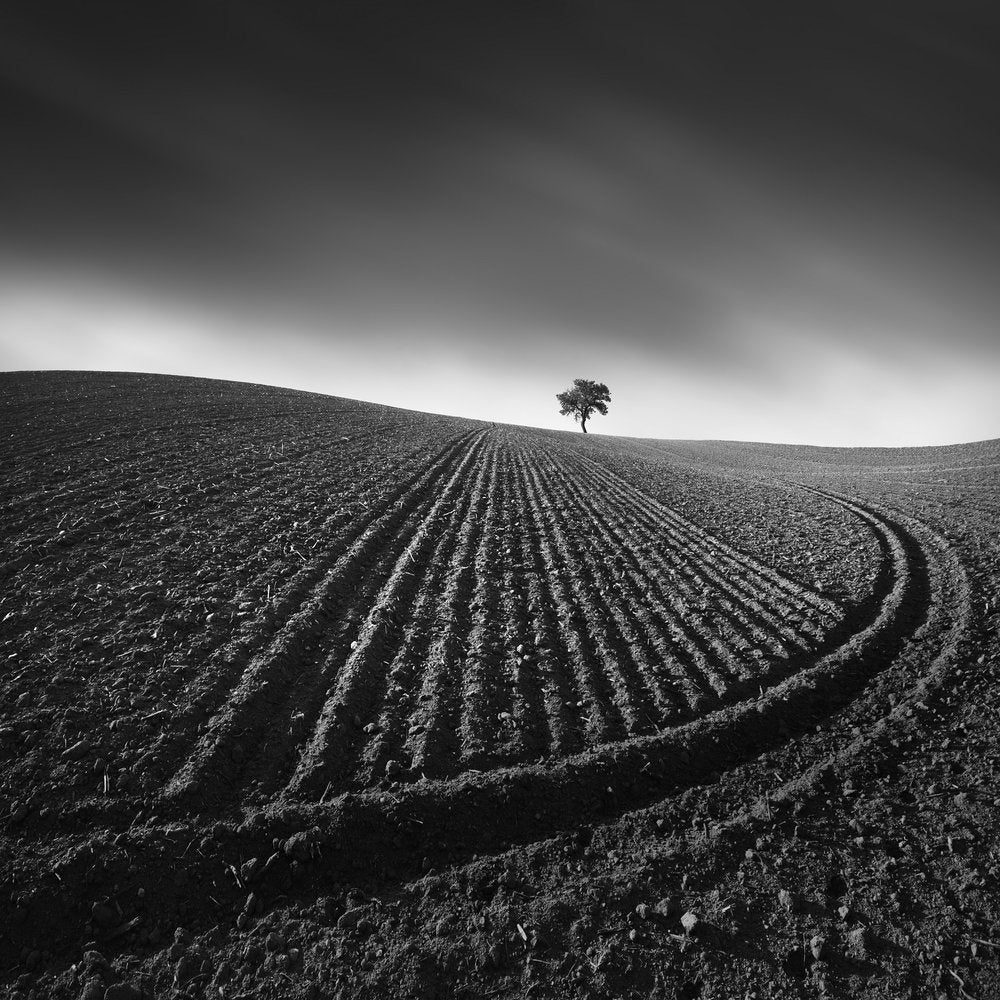 Solitary Field Tree