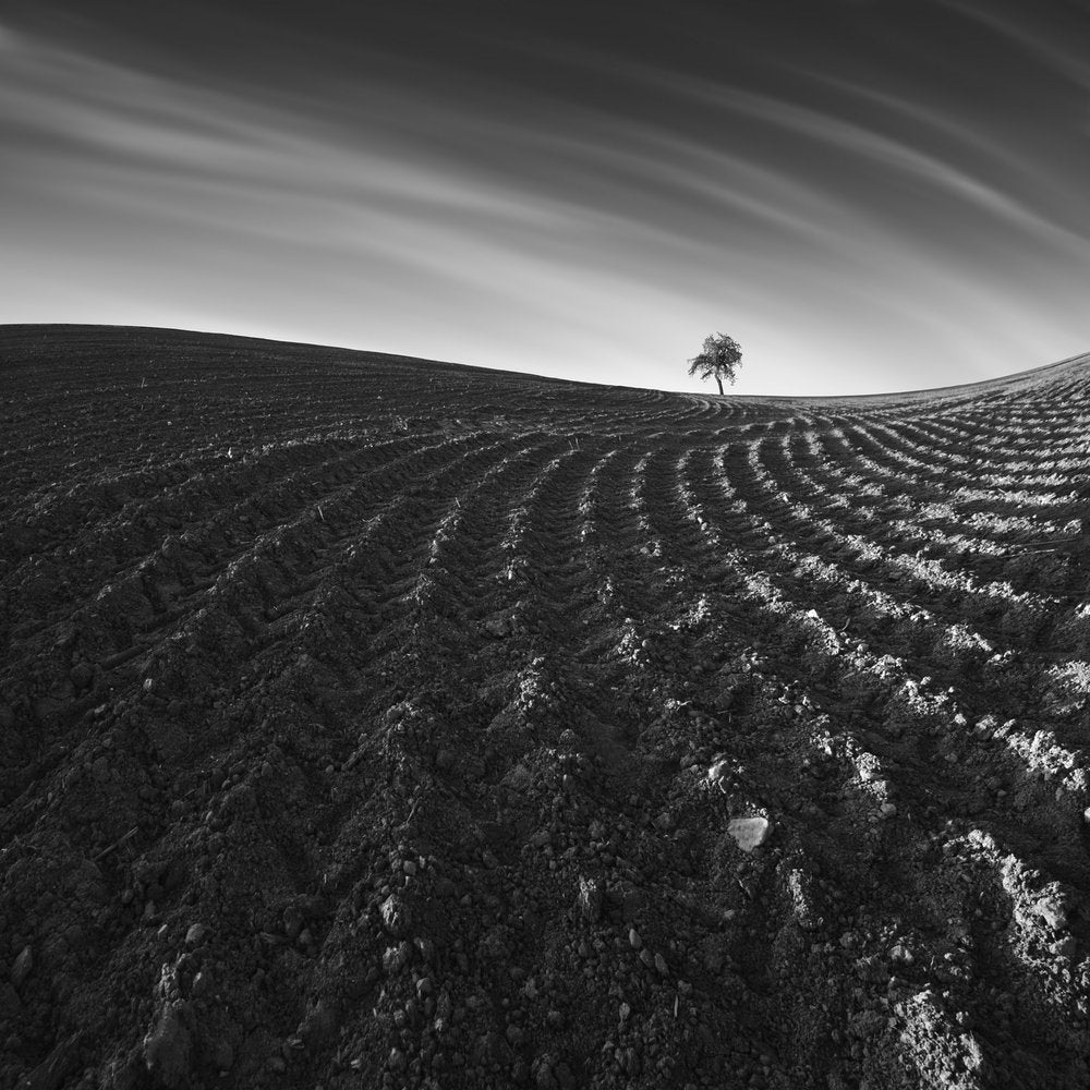 Curved Earth Lone Tree
