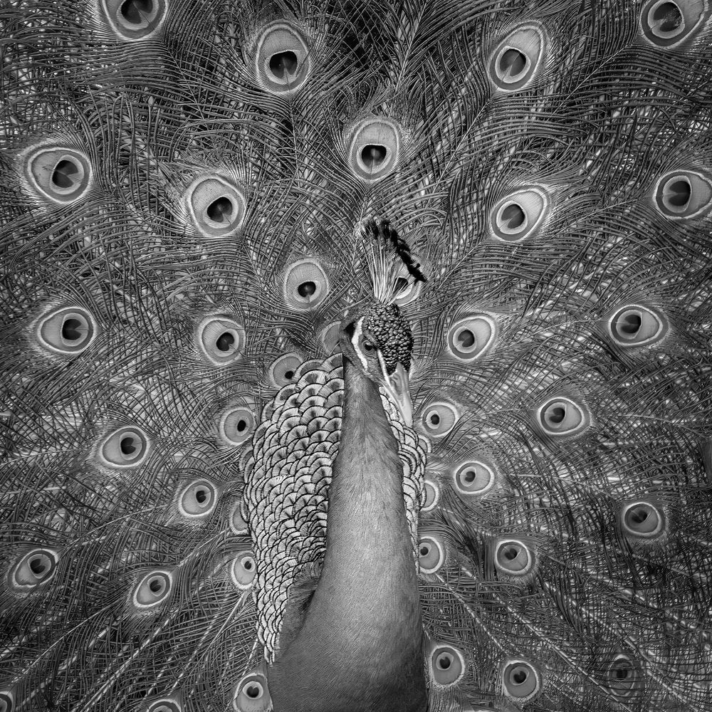 Majestic Peacock Portrait