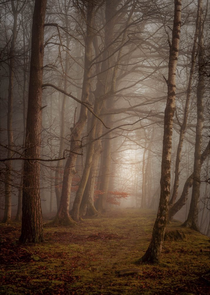 Misty Forest Path