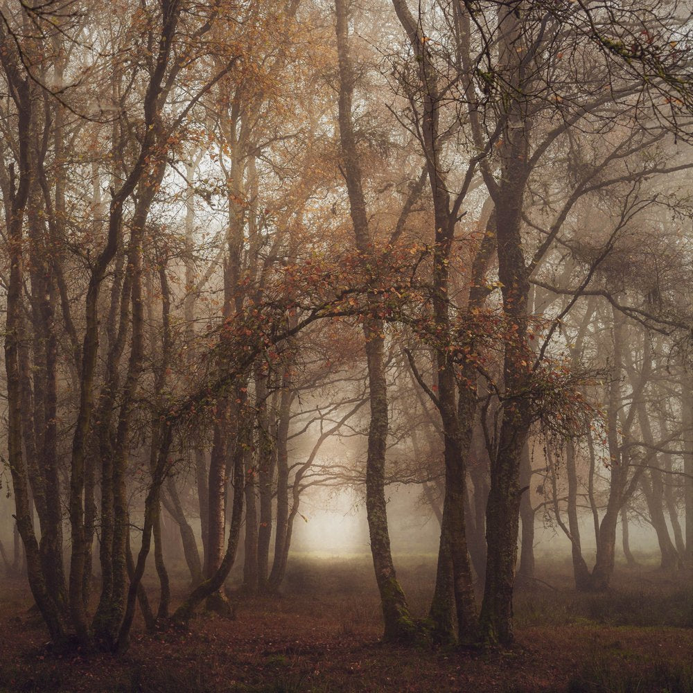 Misty Autumn Forest