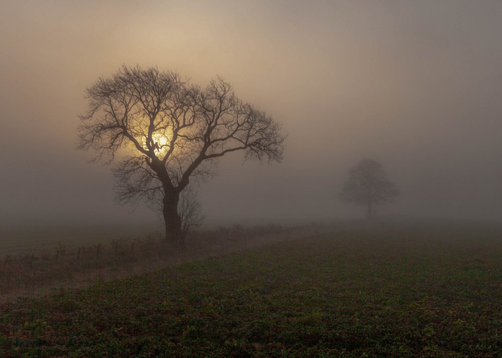 Tree in Golden Fog