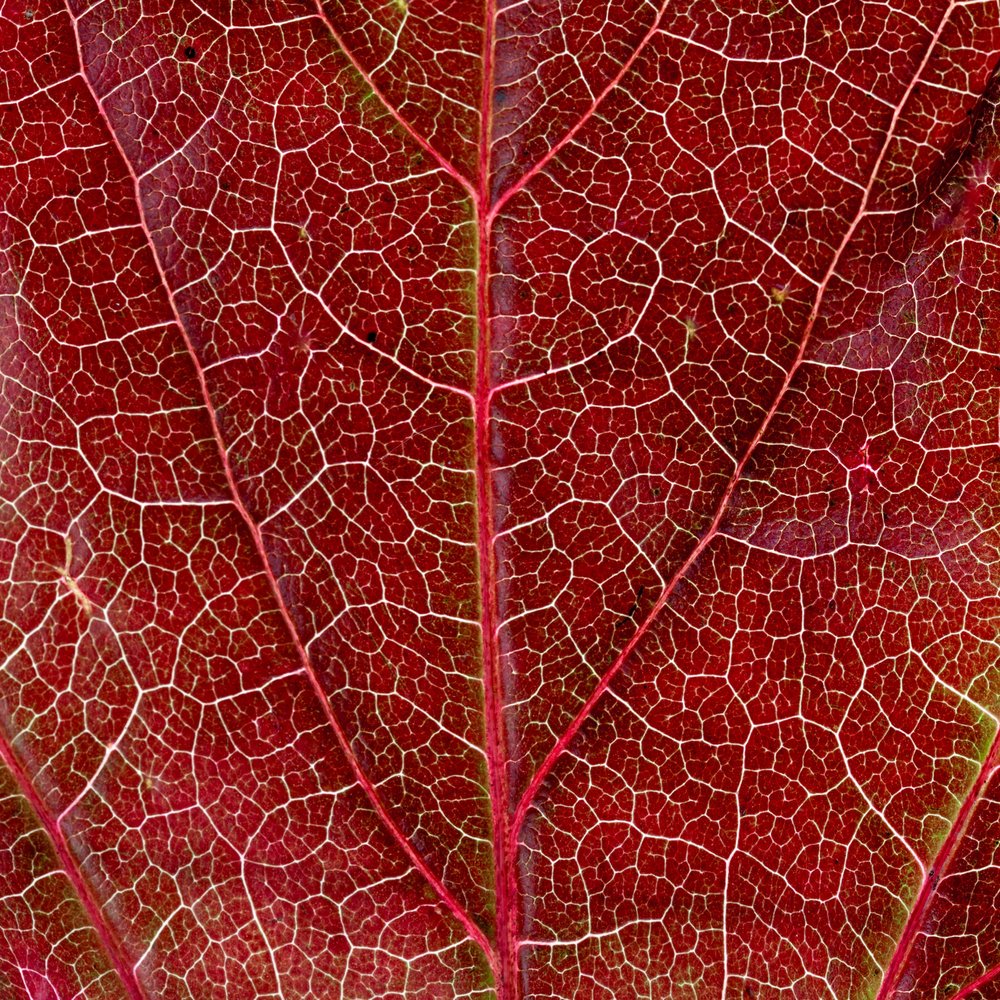 Intricate Leaf Veins