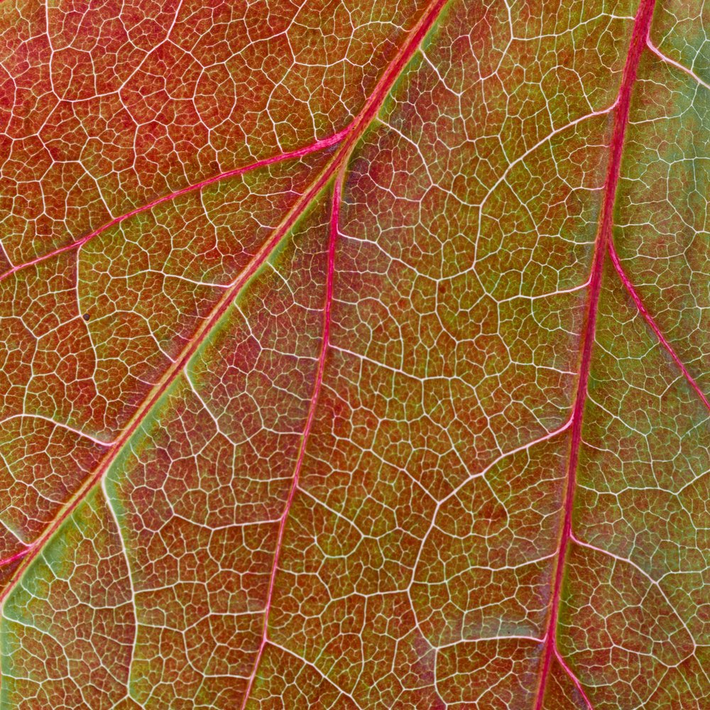 Vibrant Leaf Veins