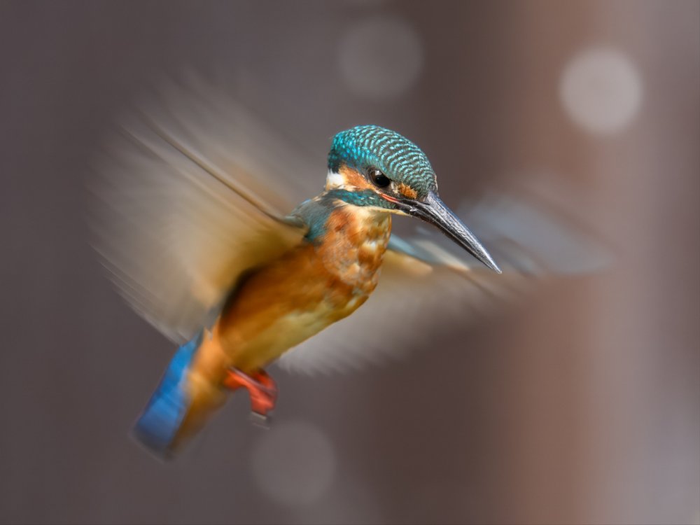 Vibrant Kingfisher In Flight