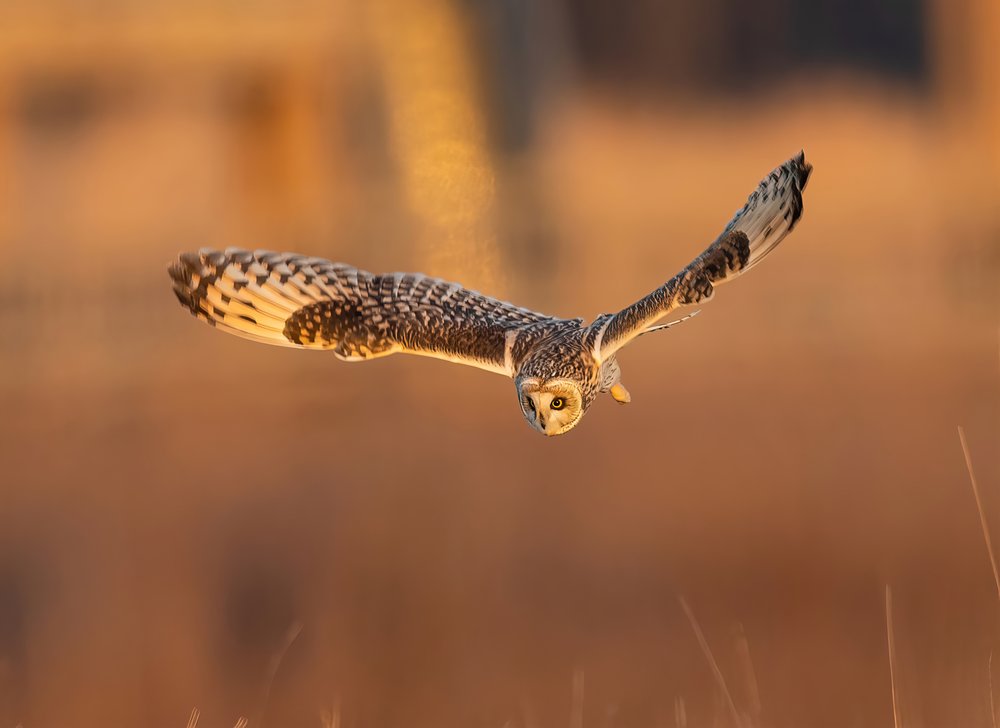 Golden Hour Owl Flight