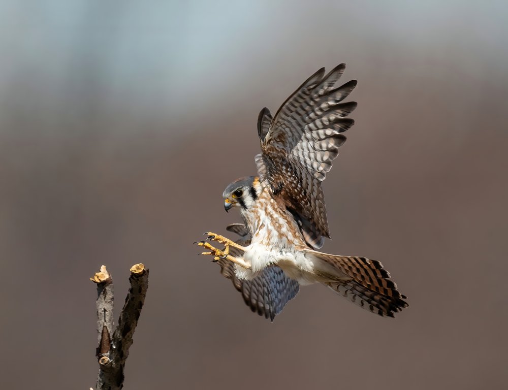 American Kestrel Landing