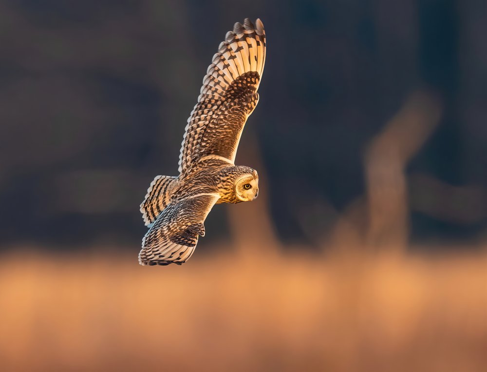 Majestic Owl In Flight