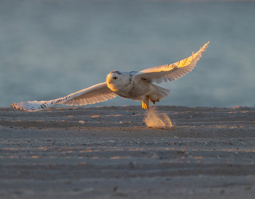 Snowy Owl Golden Flight