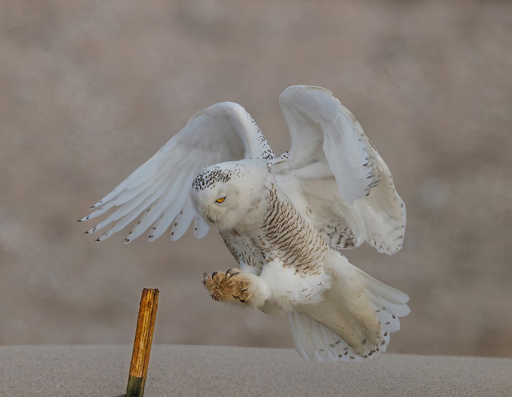 Snowy Owl Landing