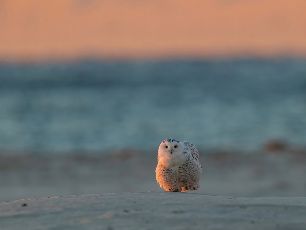 Snowy Owl Golden Light