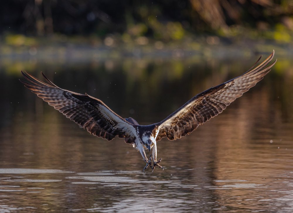 Osprey Fishing Dive