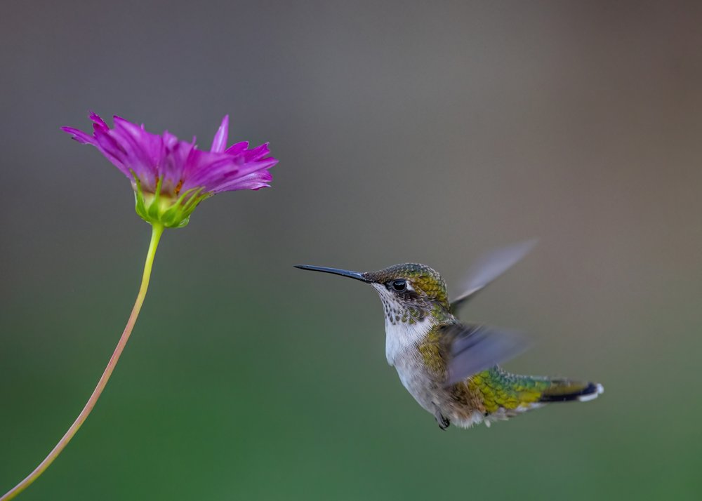 Hummingbird Pink Flower