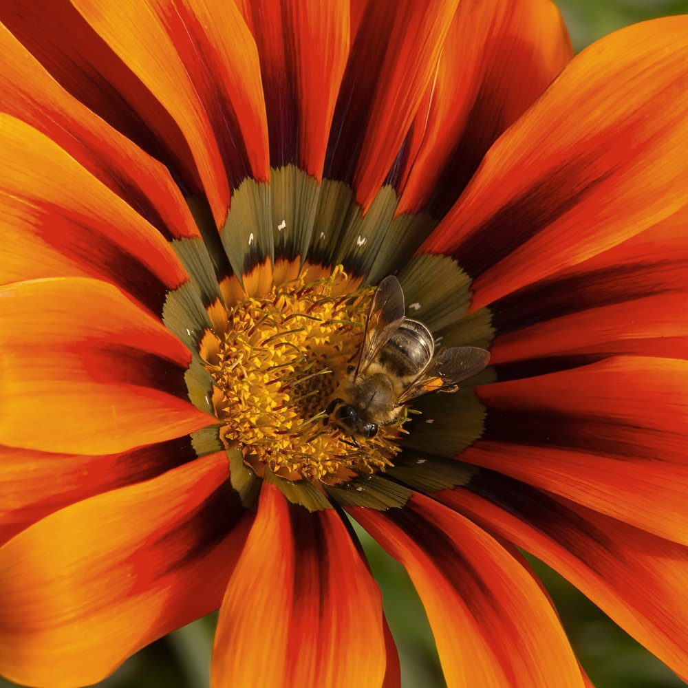Busy Bee on Orange Flower
