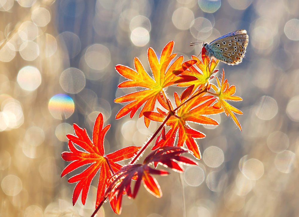 Delicate Butterfly Golden Light