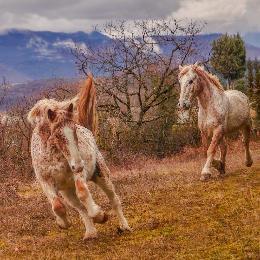 Playful Mountain Horses