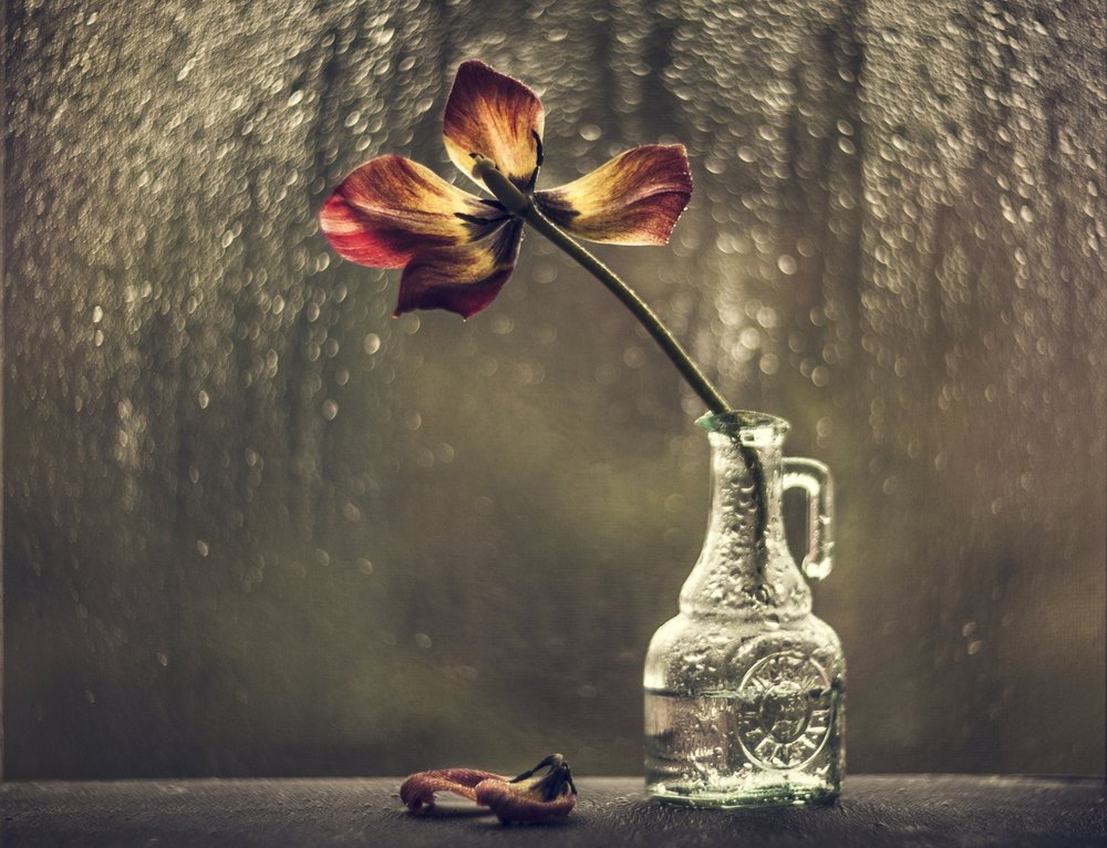 Withered Tulip Rainy Window