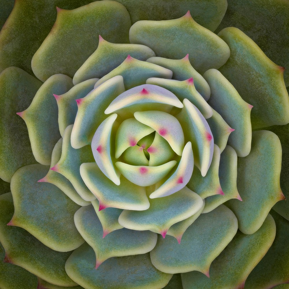 Vibrant Succulent Rosette